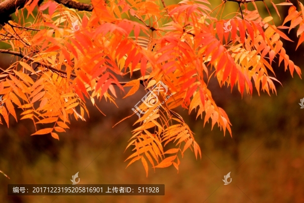 滁河灣秋色