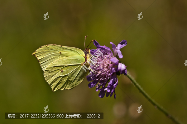 蝴蝶野生動(dòng)物