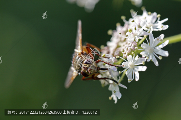 蟲