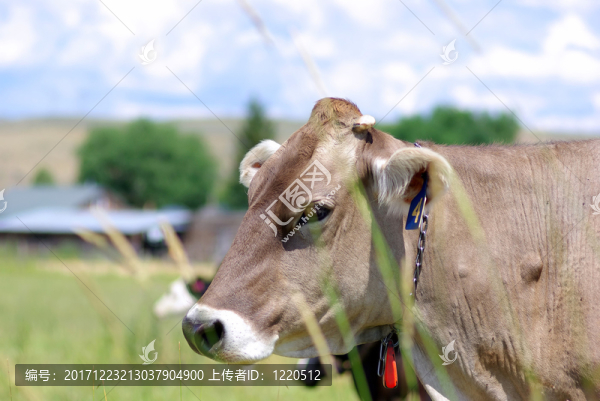 動物