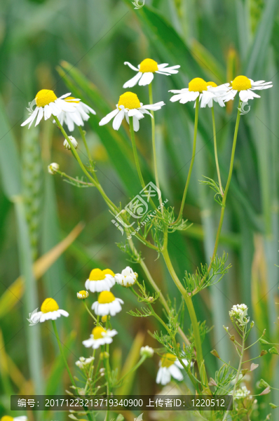 真正的洋甘菊,-,,matricaria,recutita