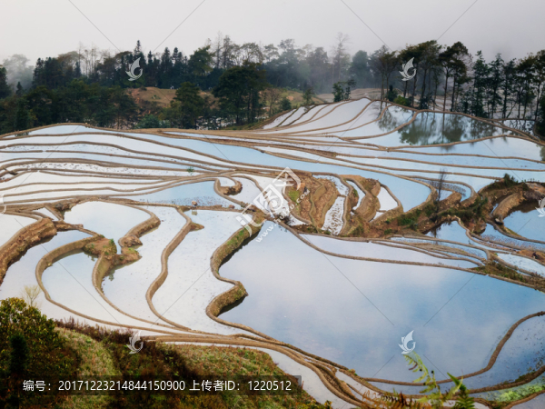 hani,reisfeld,yuanyang，china