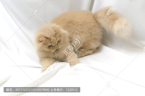 動物
