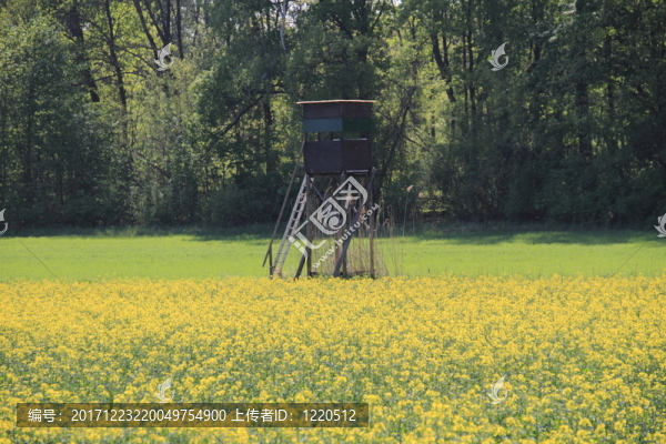 rapsblüte