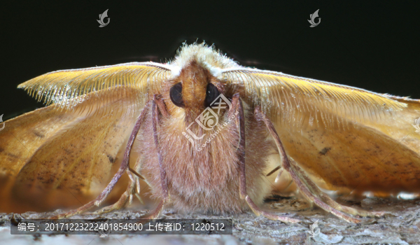 頭發(fā)后張緊器，colotois,pennaria