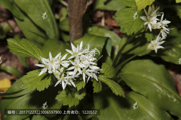 野蒜