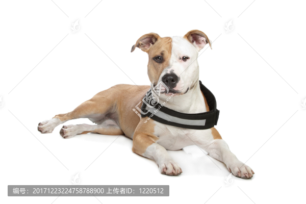 咽鼓管異常開放