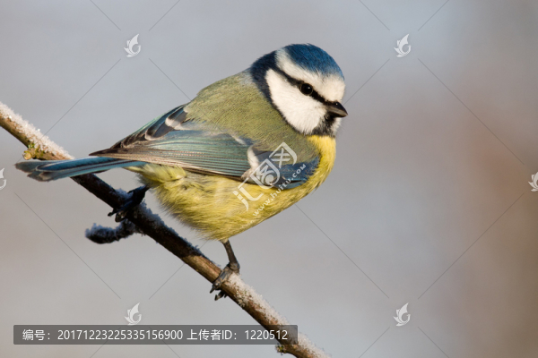 bluetit