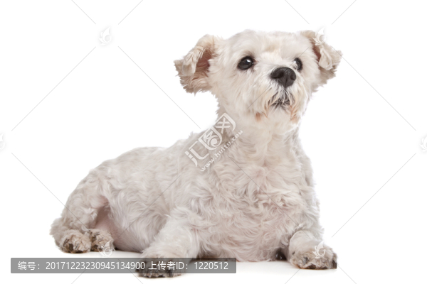 動物照片