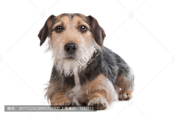 動物照片