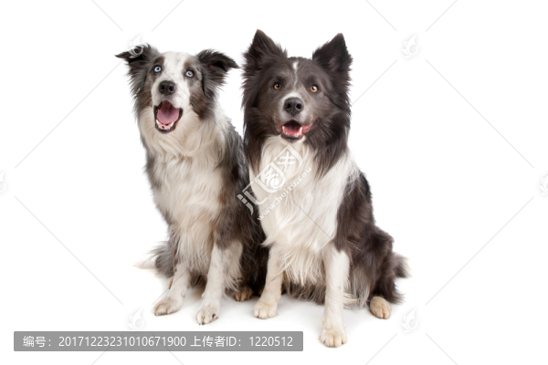 動物照片