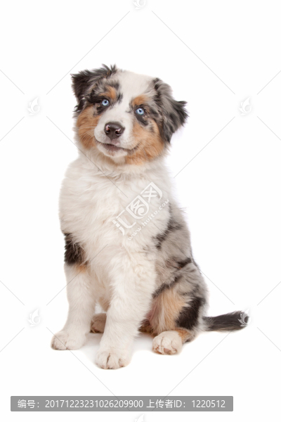 動物照片