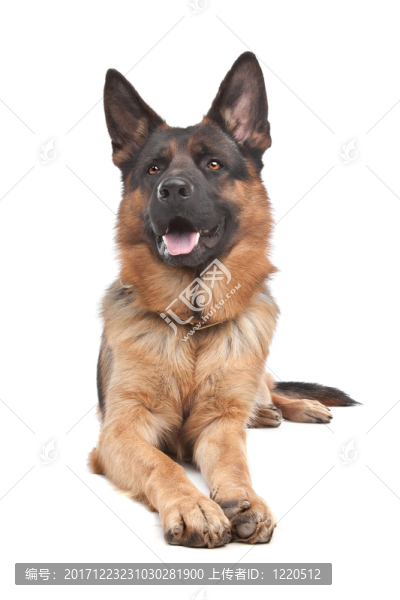 動物照片