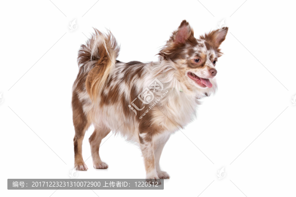 動(dòng)物照片