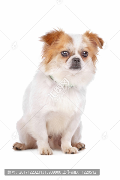動物照片