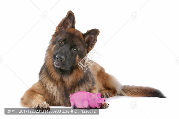 動物照片