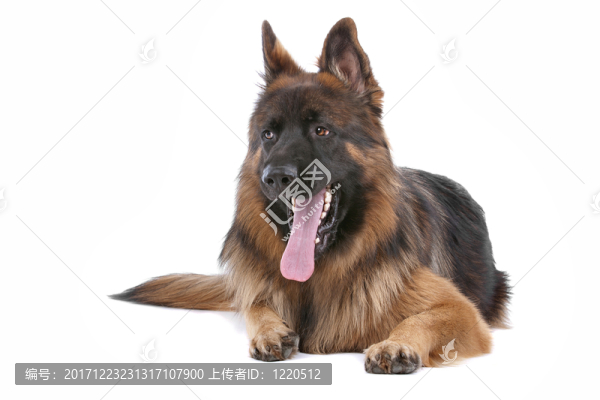 動物照片