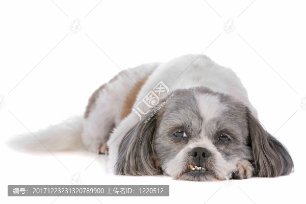 動物照片