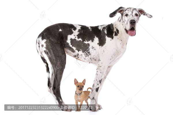 動物照片