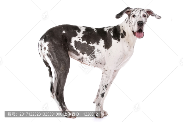動物照片