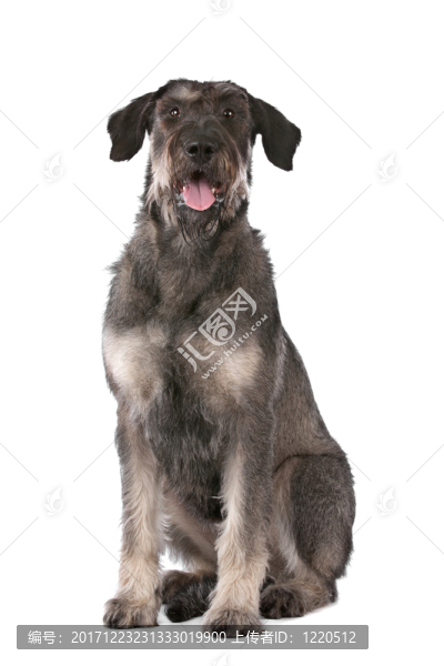 動物照片