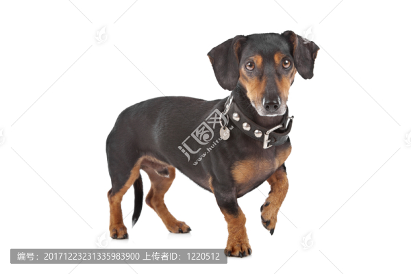 動物照片