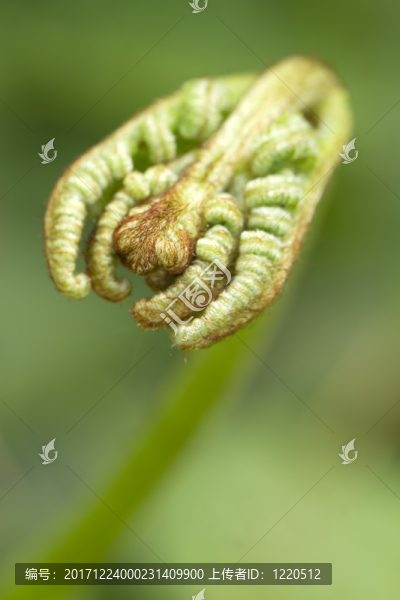 羊齒植物