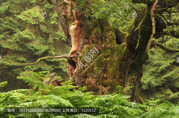 我最喜歡的,-,橡樹在reinhardswald
