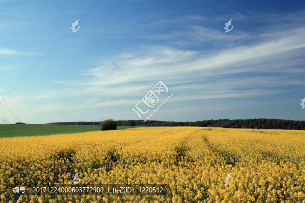 春季景觀