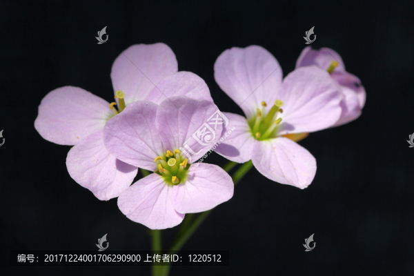 meadowfoam花