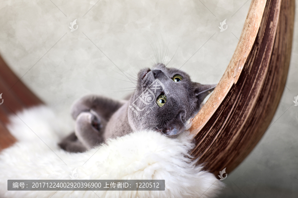 貓，而放松