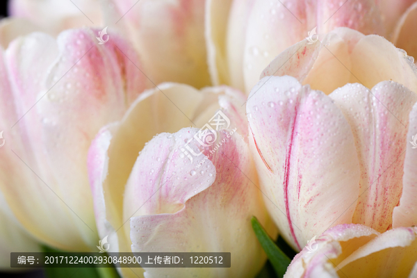 與露珠的郁金香