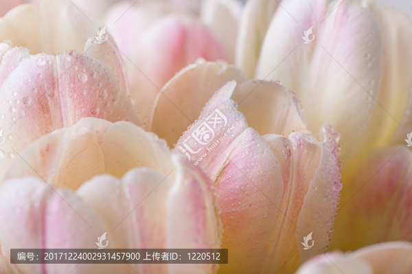 與露珠的郁金香