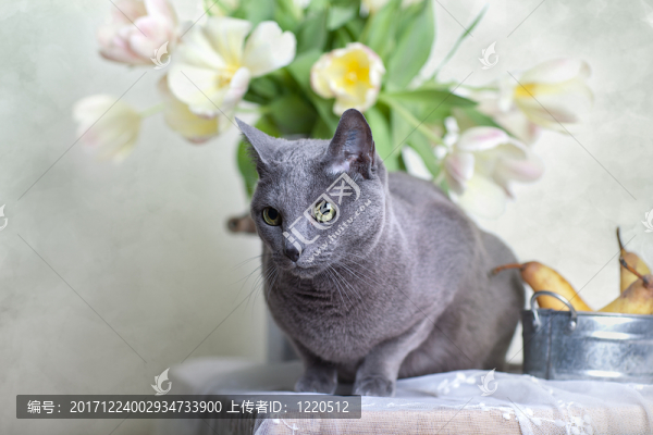 郁金香