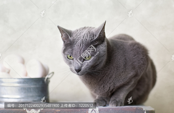 在桌上的貓