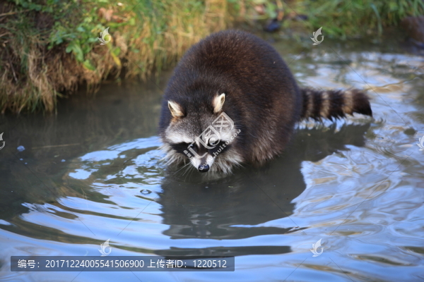 浣熊靠近