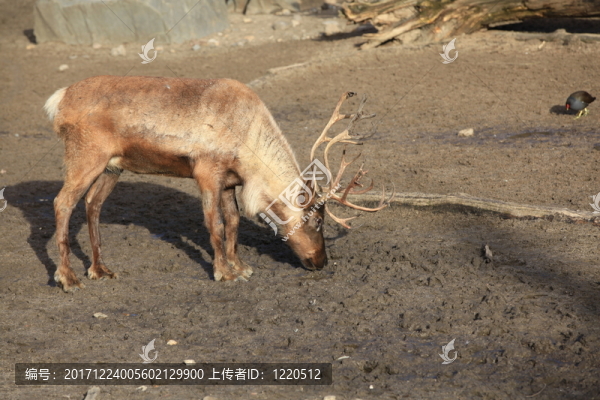 馴鹿關(guān)閉