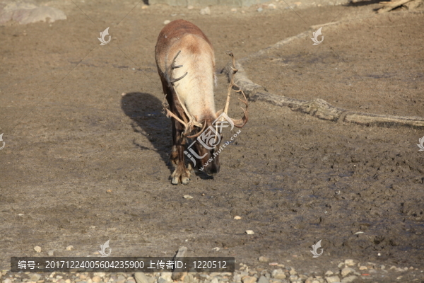 馴鹿關(guān)閉