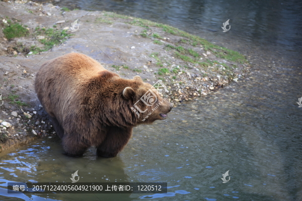熊