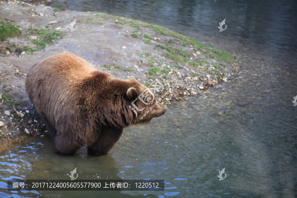 熊