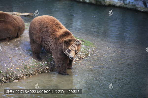熊