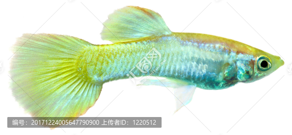藍(lán)色
