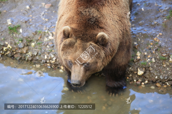 熊