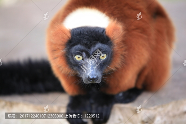紅色ruffed狐猴關(guān)閉