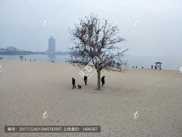 一顆樹,沙灘奇樹