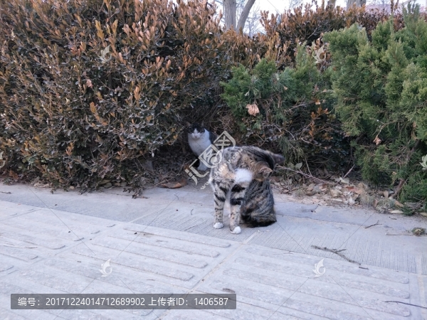 貓咪,貓,流浪貓,自由貓