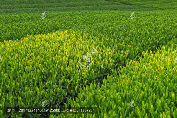 茶葉,茶樹,茶園