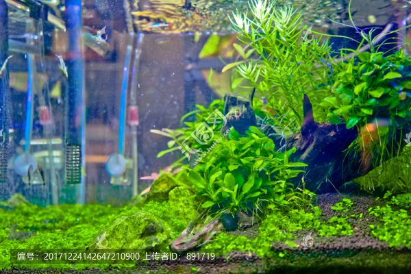 金魚缸背景,水族箱造景