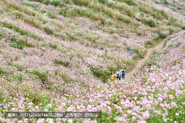 開滿波斯菊的山坳