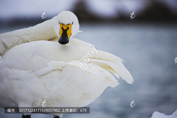 被打擾的天鵝